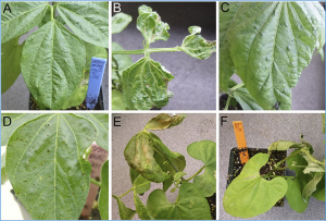 Fine-mapping and evolutionary history of R-BPMV, a dominant resistance gene to Bean pod mottle virus in Phaseolus vulgaris L.