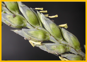 Identification of a novel SNP in the miR172 binding site of Q homoeolog AP2L-D5 is associated with spike compactness and agronomic traits in wheat (Triticum aestivum L.)