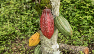 Challenges for sustainable agriculture: using participatory tools to study cocoa and livestock production systems in Caquet&aacute;, Colombia