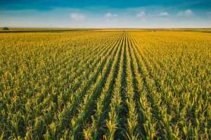 Study Finds Maize Gene Vital in Pollen Fertility and Crop Yield