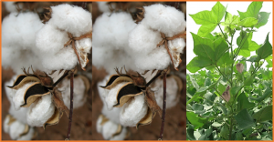 Molecular characterization and expression pattern of Rubisco activase gene GhRCA&beta;2 in upland cotton (Gossypium hirsutum L.)