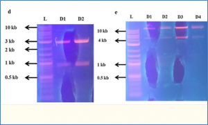 Cloning of maize chitinase 1 gene and its expression in genetically transformed rice to confer resistance against rice blast caused by Pyricularia oryzae