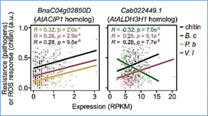 Pathogen lifestyle determines host genetic signature of quantitative disease resistance loci in oilseed rape (Brassica napus)