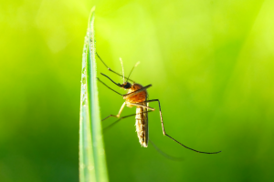 Study Explores Public Trust in Regulatory Agencies on Gene Drive Policy Development