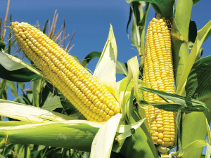 Fine mapping of major QTL qshgd1 for spontaneous haploid genome doubling in maize (Zea mays L.)