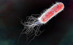 The DNA damage response of Escherichia coli, revisited: Differential gene expression after replication inhibition