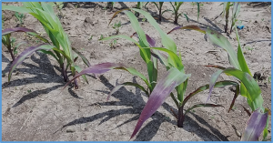 Mining for QTL controlling maize low-phosphorus response genes combined with deep resequencing of RIL parental genomes and in silico GWAS analysis