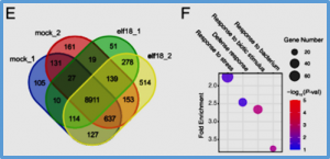 m6A modification plays an integral role in mRNA stability and translation during pattern-triggered immunity