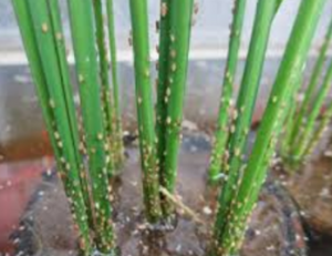 Histopathological Alterations in Nilaparvata lugens (Hemiptera: Delphacidae) after Exposure to Cordyceps javanica 