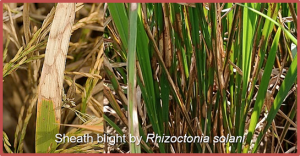 IDD10-NAC079 transcription factor complex regulates sheath blight resistance by inhibiting ethylene signaling in rice