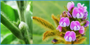 QTL mapping and BSR-seq revealed loci and candidate genes associated with the sporadic multifoliolate phenotype in soybean (Glycine max)