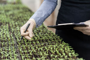 Experts Explore Using Carbon Dots for Plasmid DNA Delivery in Plant Tissues