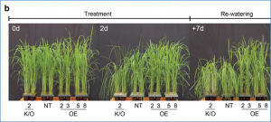 Rice microRNA171f/SCL6 module enhances drought tolerance by regulation of flavonoid biosynthesis genes