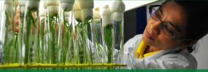 Facilitating rice research through enabling technologies