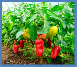 Aphid resistance in Capsicum maps to a locus containing LRR-RLK gene analogues