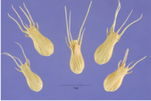 Yield reduction historically associated with the Aegilops ventricosa 7DV introgression is genetically and physically distinct from the eyespot resistance gene Pch1
