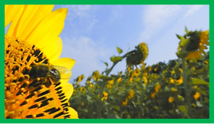 World Bee Day | 20 May