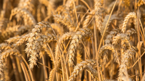 Genetic architecture underpinning yield component traits in wheat