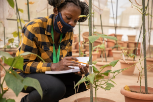 Understanding cowpea anthracnose in Nigeria: New findings on its causal agents