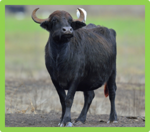 Whole genome analysis of water buffalo and global cattle breeds highlights convergent signatures of domestication