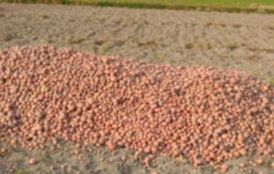 Red hot potato market could spell trouble for farmers in India