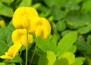 Genome-based trait prediction in multi-&thinsp;environment breeding trials in groundnut