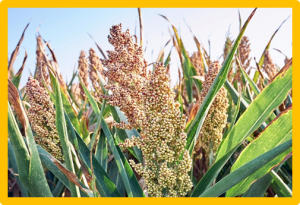 Large-scale genome-wide association study reveals that drought-induced lodging in grain sorghum is associated with plant height and traits linked to carbon remobilisation