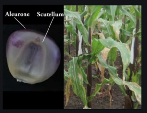 Doubled haploids in maize: Development, deployment, and challenges