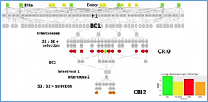 Lessons from a GWAS study of a wheat pre-breeding program: pyramiding resistance alleles to Fusarium crown rot
