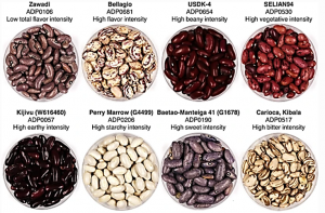 Genetic variability and genome-wide association analysis of flavor and texture in cooked beans (Phaseolus vulgaris L.)