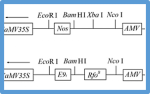 Development of Ogura CMS restorers in Brassica oleracea subspecies via direct RfoB gene transformation