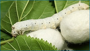Insects defend against fungal infection by employing microRNAs to silence virulence-related genes