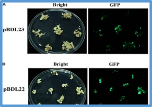 Generation of Marker-Free Transgenic Rice Resistant to Rice Blast Disease Using Ac/Ds Transposon-Mediated Transgene Reintegration System