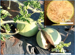 A chromosome-level genome of a Kordofan melon illuminates the origin of domesticated watermelons