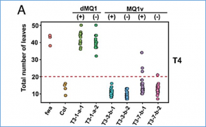 CRISPR-based targeting of DNA methylation in Arabidopsis thaliana by a bacterial CG-specific DNA methyltransferase