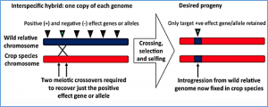 Using wild relatives and related species to build climate resilience in Brassica crops