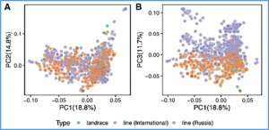 Genotyping and lipid profiling of 601 cultivated sunflower lines reveals novel genetic determinants of oil fatty acid content