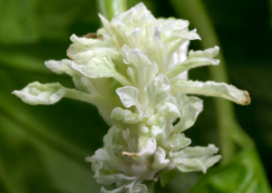 New Methods Promise to Speed Up Development of New Plant Varieties