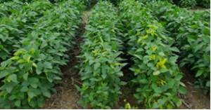 Overexpression of the soybean (Glycine max) DRE-binding transcription factor GmDREB1 enhanced drought stress tolerance of transgenic wheat in the field.
