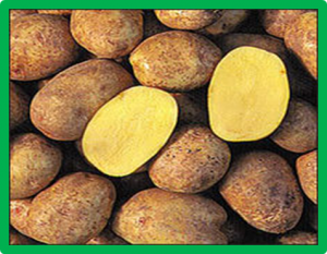 The mutation of a PECTATE LYASE-LIKE gene is responsible for the Yellow Margin phenotype in potato
