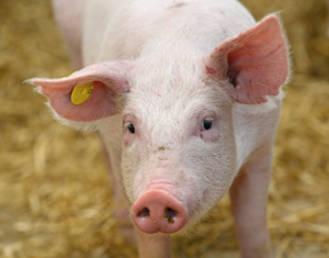 Most Accurate Map of Pig Genome Gives Insights to Breeding Healthier Animals