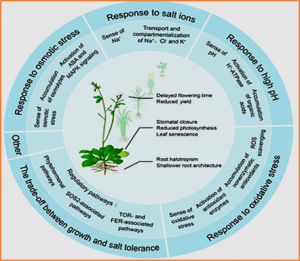 Designing salt stress-resilient crops: Current progress and future challenges