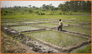 CtEH`s Facilities Upgrade and Mechanization Improvement project: Modernizing breeding research stations in Africa for higher genetic gains