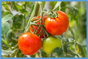 Genome-Wide Identification of the WD40 Gene Family in Tomato ( Solanum lycopersicum L.)