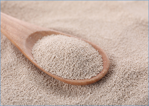 World`s First Synthetic Yeast Near Completion