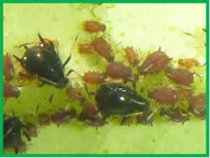 The miR-9b microRNA mediates dimorphism and development of wing in aphids