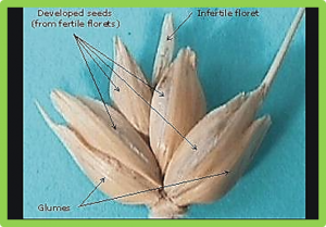 A novel, validated, and plant height-independent QTL for spike extension length is associated with yield-related traits in wheat