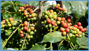 Genome-Wide Admixture Mapping Identifies Wild Ancestry-of-Origin Segments in Cultivated Robusta Coffee