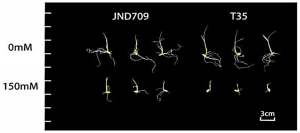 Transcriptomic Analysis and Salt-Tolerance Gene Mining during Rice Germination