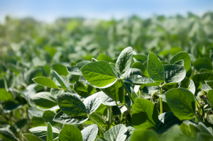  Scientists Have Identified Genetic Defense Against Soybean Cyst Nematodes